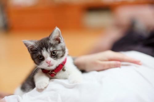 飼い主と猫