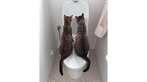 トイレにいる猫
