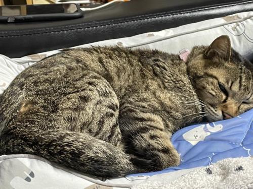 横になる猫