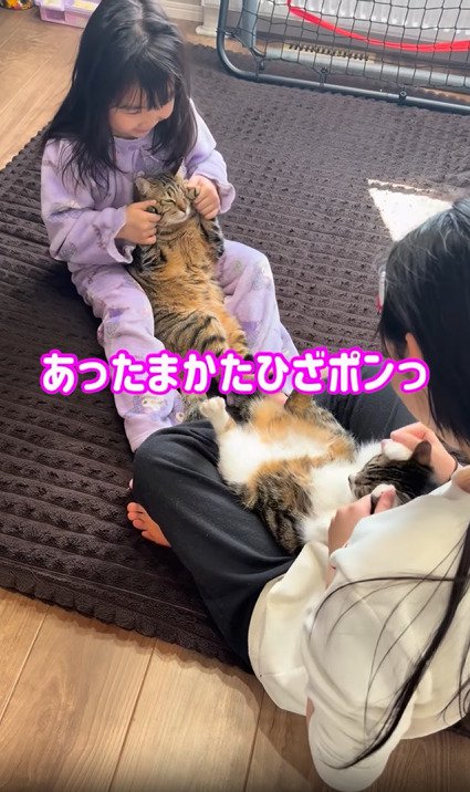 手で頭にタッチする2匹の猫