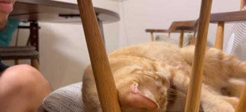 椅子の上でくつろいでいる猫