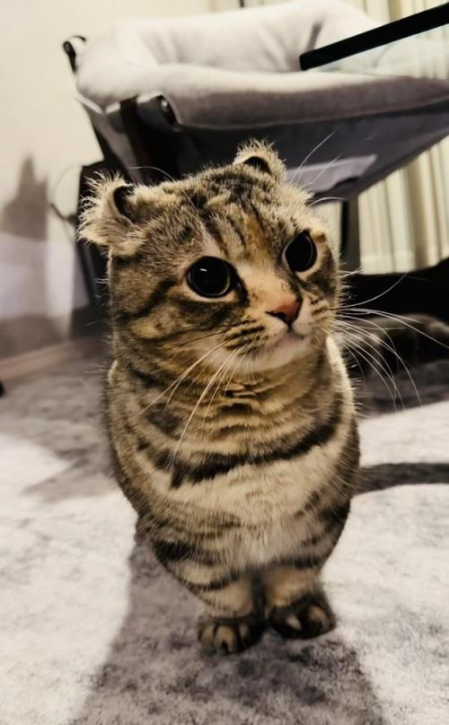 カーペットの上で飼い主を見るキンカロー