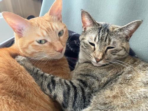 寄り添い合う2匹の猫