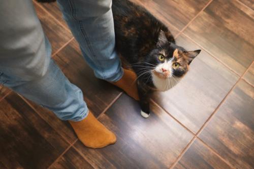 見つめる猫