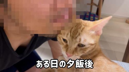 人のあごにほおずりをしている猫