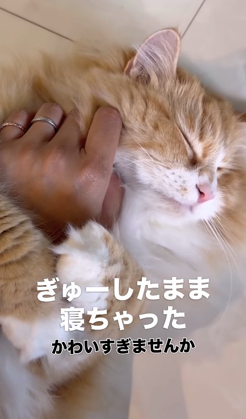 飼い主の手に抱きついている猫「ぎゅーしたまま寝ちゃった」