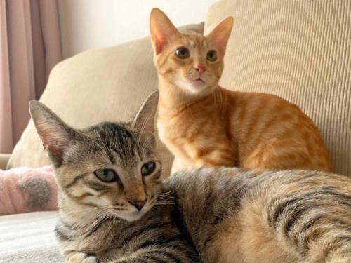 2匹の子猫