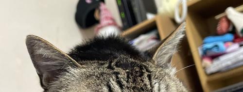 猫の頭