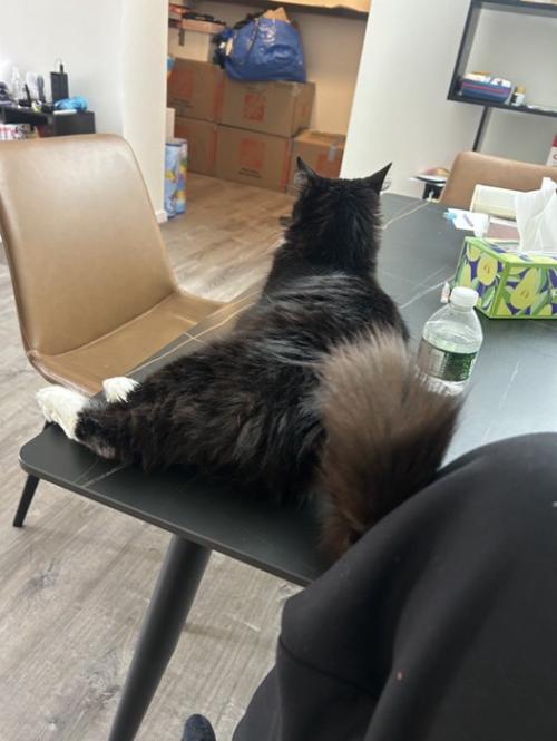 テーブルに乗る猫の後ろ姿