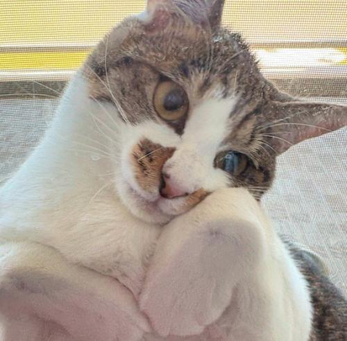 網戸と窓の隙間に挟まって遠くを見つめる猫