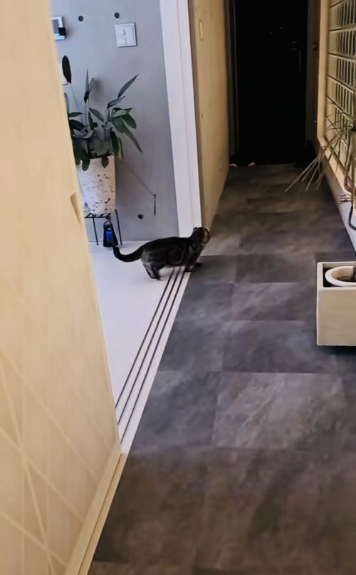 飼い主さんに気付かず鳴くキンカロー