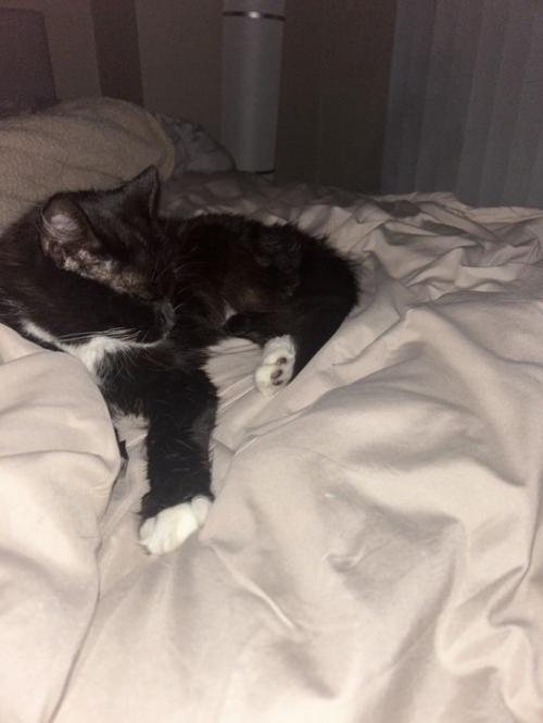 ベッドにいる猫