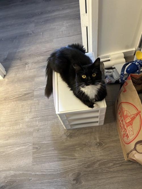 ケースの上に乗る猫
