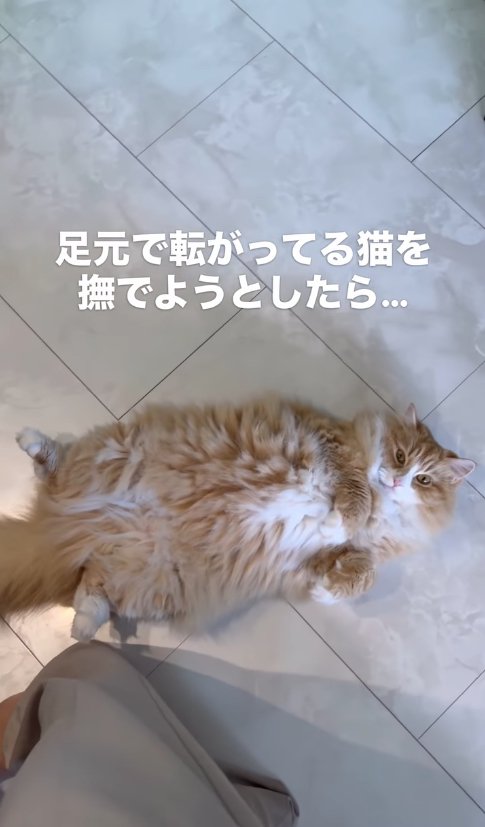 へそ天をしている猫（尻尾見切れ）