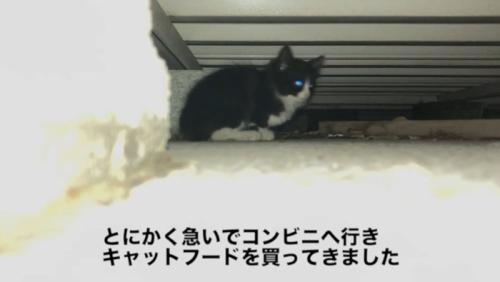 床下にいる子猫