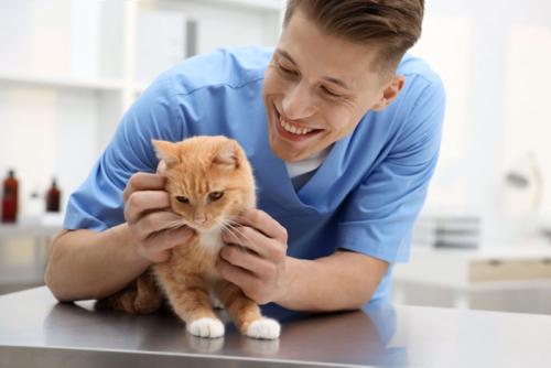 診察を受ける猫