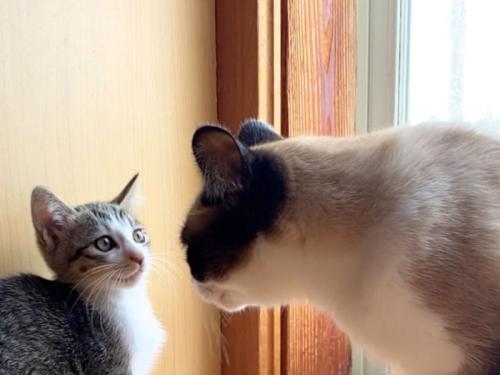 向かい合っている子猫と成猫