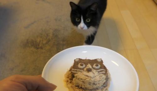 猫用ケーキと猫