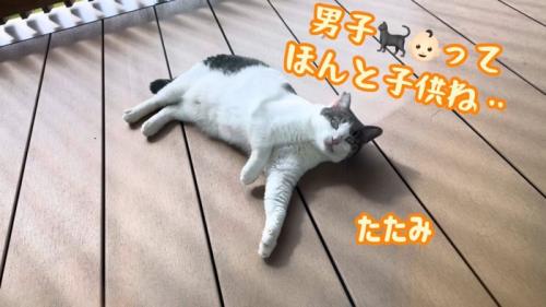テロップ「男子ってほんと～」