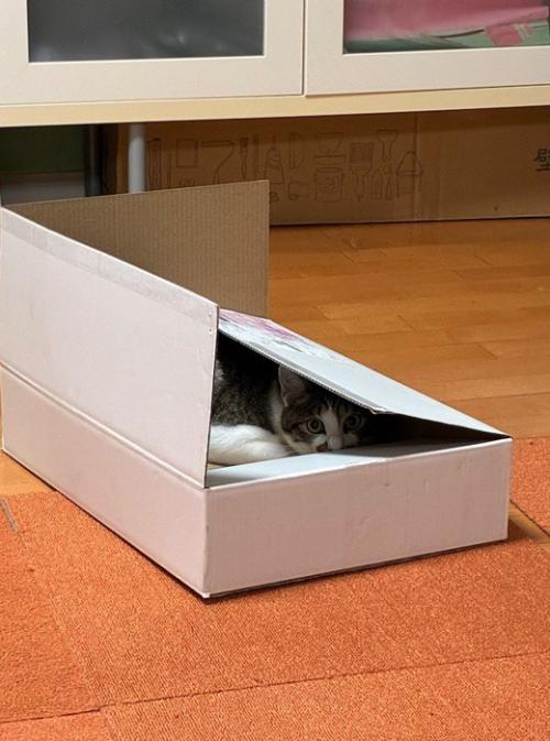 ダンボールの中に入る猫