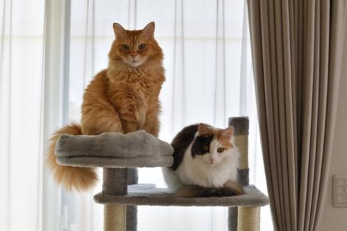 キャットタワーでくつろぐ2匹の猫