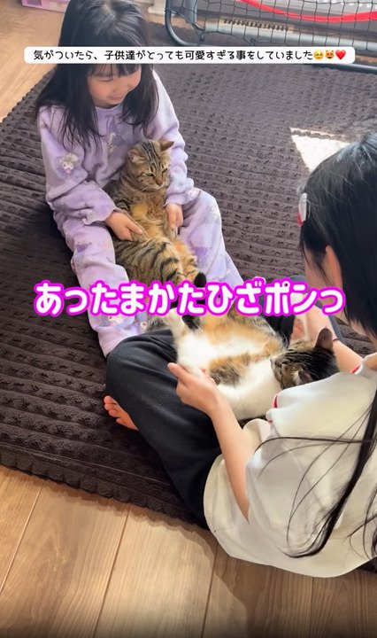 手で膝にタッチする2匹の猫