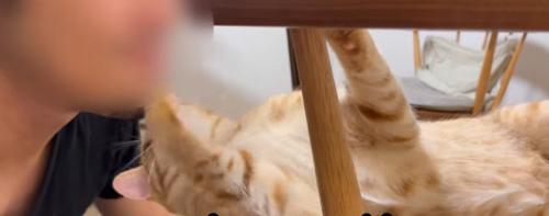 人のあごにほおずりをしている猫