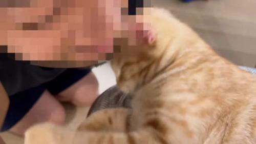 人のあごにほおずりをしている猫
