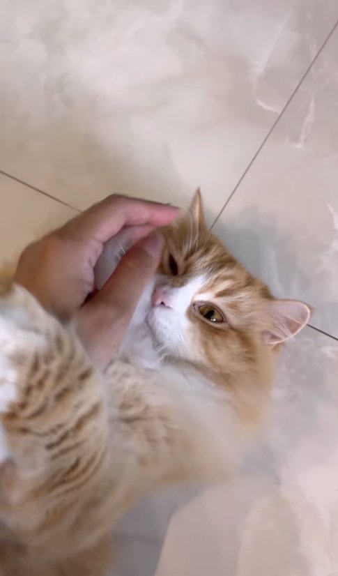 飼い主の手首に前足を引っ掛けている猫