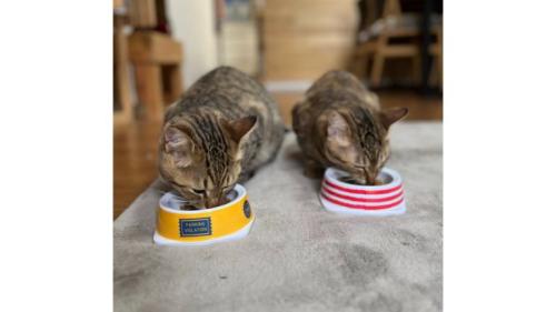 ご飯を食べる猫たち