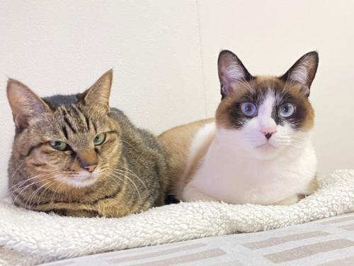 隣り合って座る猫