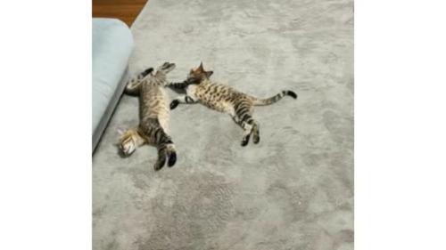 寝転がる猫たち