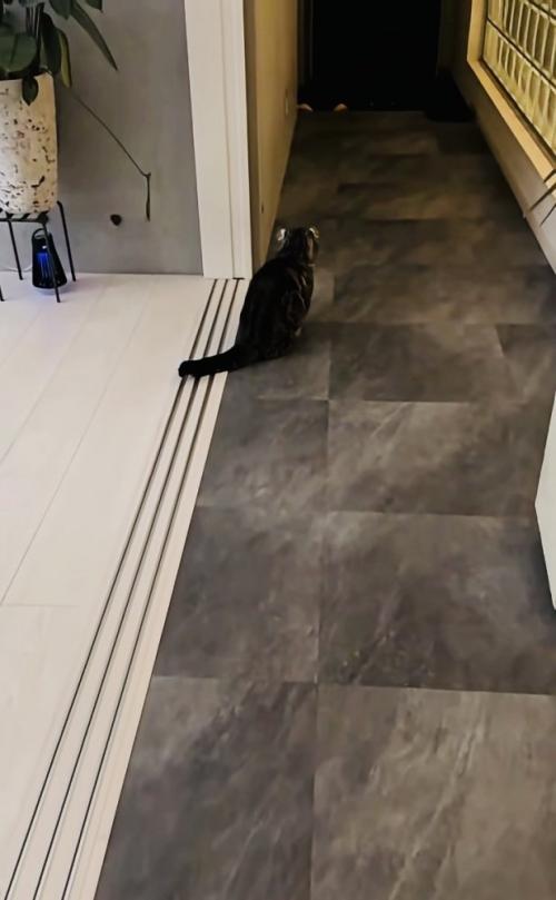 飼い主さんに気付かず鳴くキンカロー