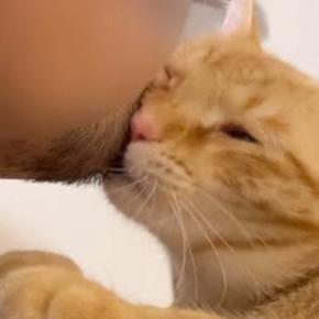 夫の『あごヒゲ』が好きすぎる猫→頭を近づけて…想像を超える『熱狂ぶり』に「顔からマタタビ生えてる？」「愛されてるねｗ」と反響