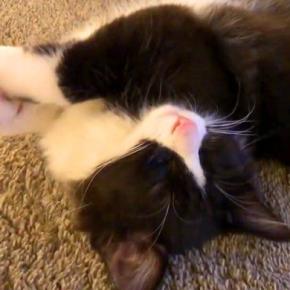 保護から40日目の子猫→寝ている姿を見てみると…もはや芸術的な『ほほえましい光景』に「心を許した状態」「なんて可愛い寝顔」と絶賛