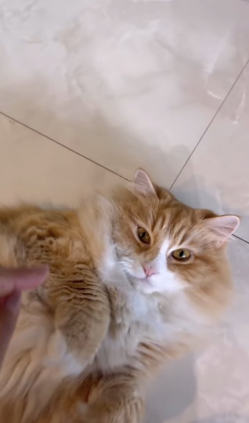 横たわる猫の上半身と見切れている飼い主の指