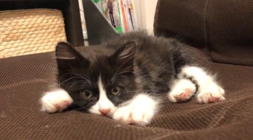 タオルの上にいる子猫