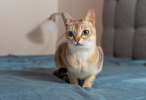 ベッドの上で正面を見つめている猫