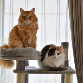 『大型の猫と小型の猫』で異なる3つのポイント　性格や成長スピードの違いや飼育のポイントも
