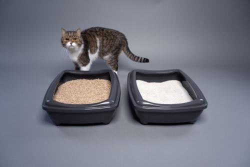猫と2つのトイレ