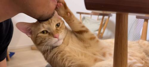 人のあごにほおずりをしている猫