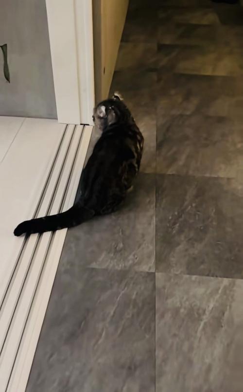 飼い主さんに気付かず鳴くキンカロー