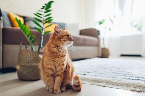 カーペットに座る猫