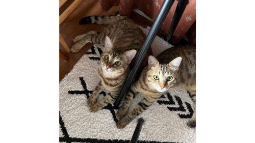 室内にいる猫