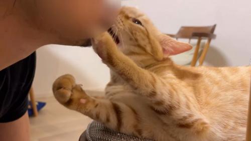 人のあごにほおずりをしている猫
