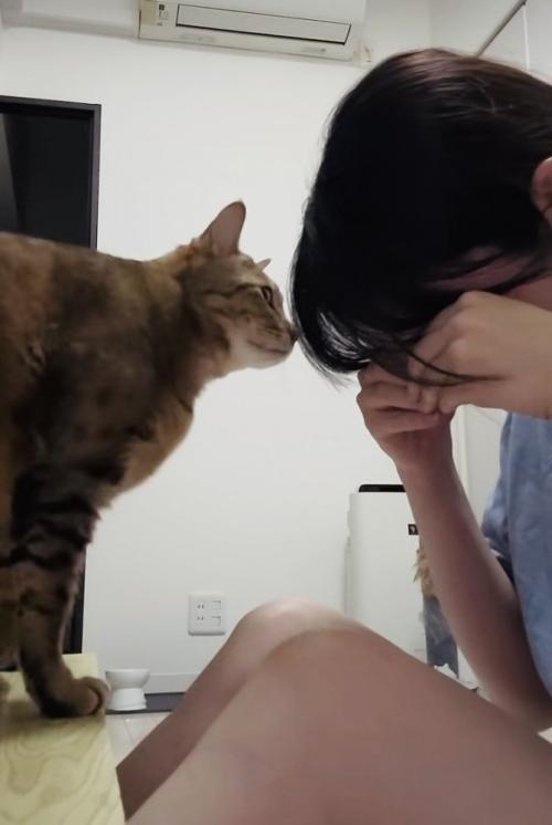 泣き真似をする飼い主さんを慰めるキジトラ猫