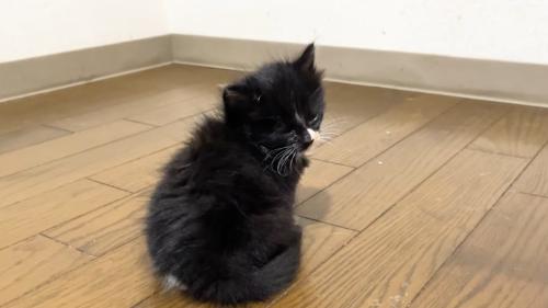 振り返って目を細める子猫