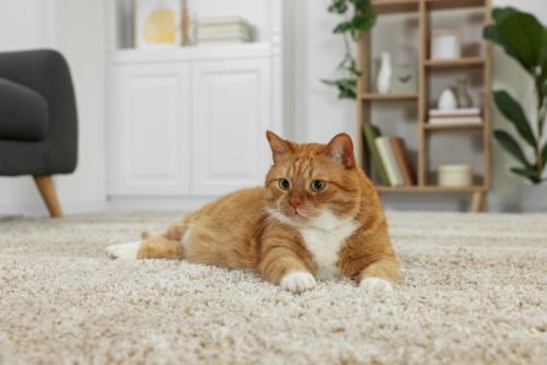 カーペットくつろぐ猫