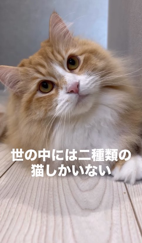 床で伏せをしながら首を傾げている猫
