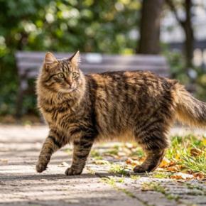 「英国でもっとも活動的な猫」は、月に33キロも歩く！　GPS追跡記録から、猫たちの移動距離が判明